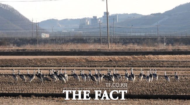 김포평야를 찾은 재두루미 떼 모습./김포시