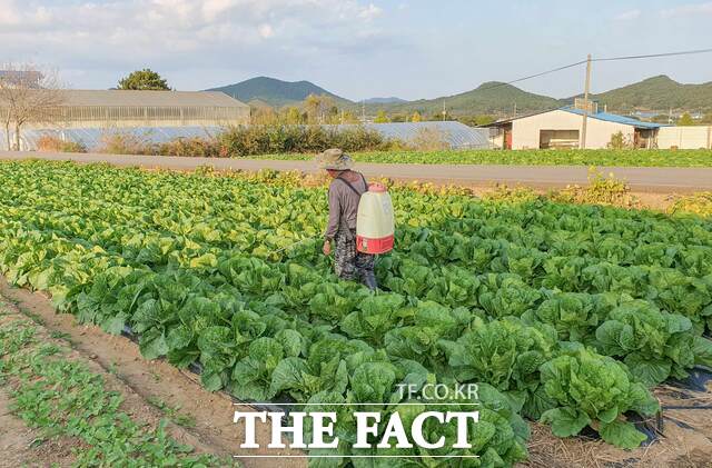 배추밭에서 방제를 하고 있는 농업인. / 서천군