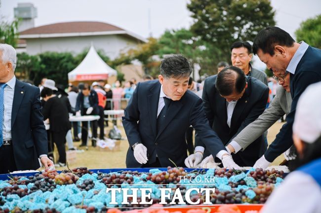 문화체육관광부가 지정한 명예 문화관광축제 중 유일하게 전통 농경문화를 주제로 하는 김제지평선축제 현장에서 정성주 김제시장이 포도 과일을 살펴보고 있다. /김제시