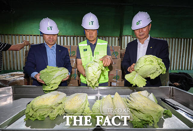 배춧값 안정을 위해 중국산 배추를 수입한 30일 오전 경기도 이천시 aT한국농수산식품유통공사 이천비축기지에서 관계자들이 중국산 신선 배추의 상태를 점검하고 있다. /이천=장윤석 기자