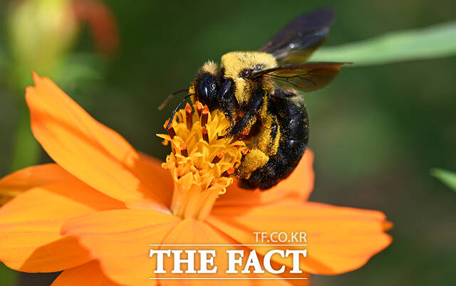 주말까지 맑고 따뜻한 가을 날씨를 만끽할 수 있겠다. /박헌우 기자