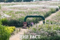  '반가운 가을'...은빛 억새로 물든 하늘공원 [TF사진관]