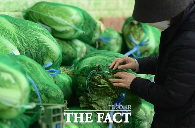 20일 한국농수산식품유통공사에 따르면 지난 18일 기준 배추(상품) 소매가격은 포기당 평균 9123원으로 조사됐다. /이새롬 기자