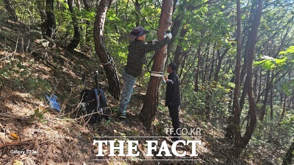 산림병해충 예찰방제단원이 소나무재선충병 감염여부 확인을 위해 시료채취를 하고 있다. /천안시