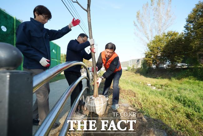 광주 목현천 산책로에 왕벚나무를 식재하고 있는 모습./광주시