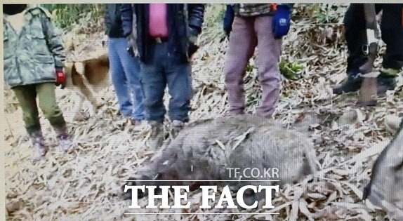 광주 남구가 겨울철 멧돼지를 포함한 민가 피해를 줄 수 있는 유해야생동물 포획하는 수렵인을 공개모집한다./더팩트 DB