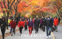  내장산 단풍 절정 시기 도래, ‘애기단풍’ 매력 가득