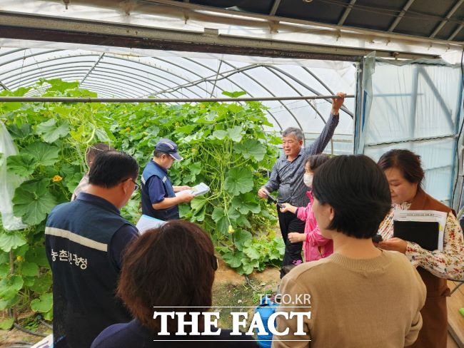 고창군이 단호박 착과불량 피해를 입은 농지소재지 읍면사무소에 피해신고를 접수, 관계자들이 농림부와 군 합동 현장검증을 하고 있다. /고창군