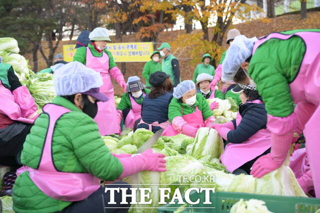 논산시새마을회 회원들이 19일 시민운동장과 새마을회관에서 6000포기의 배추를 절이고 있다. /논산시