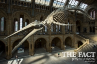  [영상] 1939년 이후 다시 런던 자연사박물관 전시된 초대형 고래 뼈