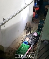  부산 주택가 침입한 멧돼지 사살…주민 1명 부상