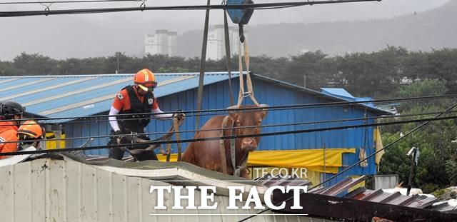 소방관들이 지난 10일 전남 구례군 구례읍 양정마을에서 폭우와 하천 범람으로 급류에 휩쓸렸다 주택 지붕에 올라간 소를 구조하고 있는 모습. /뉴시스