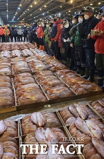 제주 해역에서 잡힌 참돔 2만5000마리(1500상자)가 14일 부산 서구 부산공동어시장에서 경매를 통해 위판되고 있다. /뉴시스