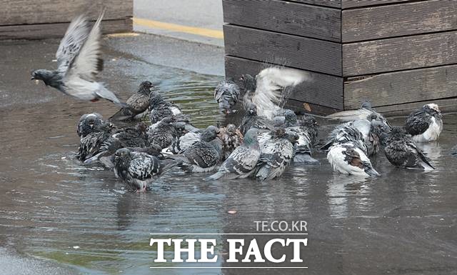 비둘기 문제는 가장 많은 민원 중 하나다. 일부 시민들이 먹이를 주는 곳은 비둘기가 더 몰려 민원이 많다. 한 서울시 공무원은 도심 속 비둘기 때문에 골머리를 앓는 현실을 이렇게 설명했다./뉴시스