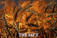  세계 식량난 속 우크라이나 곡물 선적 완료 '조만간 수출 시작' [TF사진관]