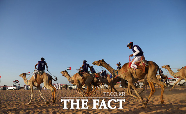 낙타로 유명한 이집트에서는 도시 곳곳에서 낙타 경주대회가 개최된다. 대회에는 어린아이부터 성인까지 참가가 가능하며, 기수들은 비포장 된 사막을 달려 최종 결승선에 도착하게 된다. /마트루=신화.뉴시스