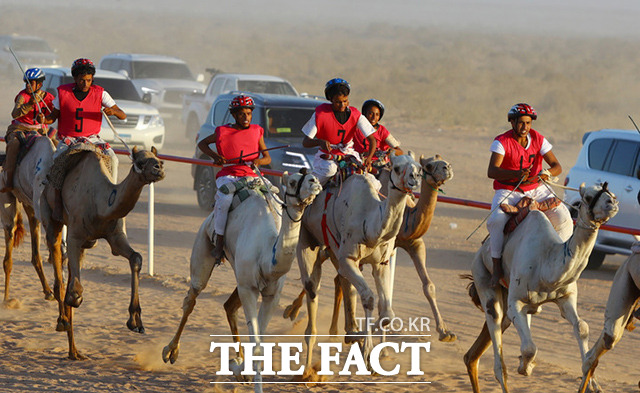 24일(현지시간) 이집트 북부 마트루의 엘 알라메인에서 열린 낙타 경주 대회에서 참가자들이 결승선을 향해 달리고 있다. /마트루=신화.뉴시스