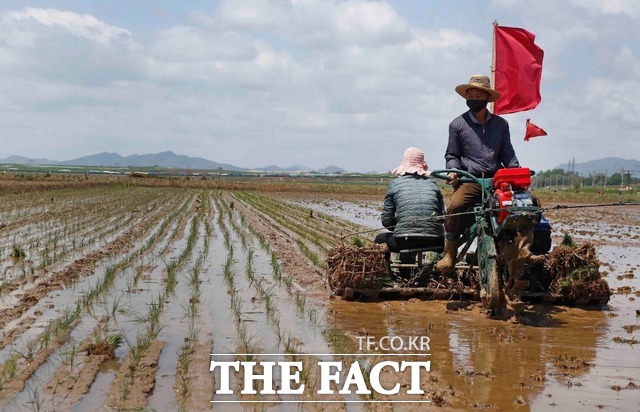 2021년 5월 25일 북한 농민들이 평양 락랑구역 남사협동농장에 벼를 심는모습. / 뉴시스