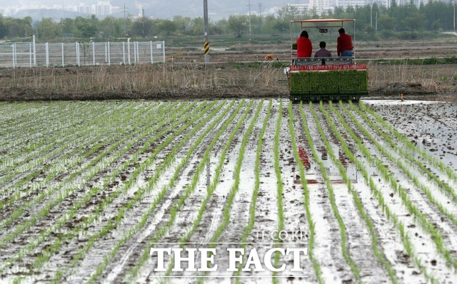 농림축산식품부는 국내산 쌀 보통 등급의 싸라기 혼입 한도를 기존 20%에서 12% 낮춰 품질을 높인다. 지난 4월 부산 강서구의 한 농가가 들녘에서 부산 첫 모내기를 하고 있다. /뉴시스