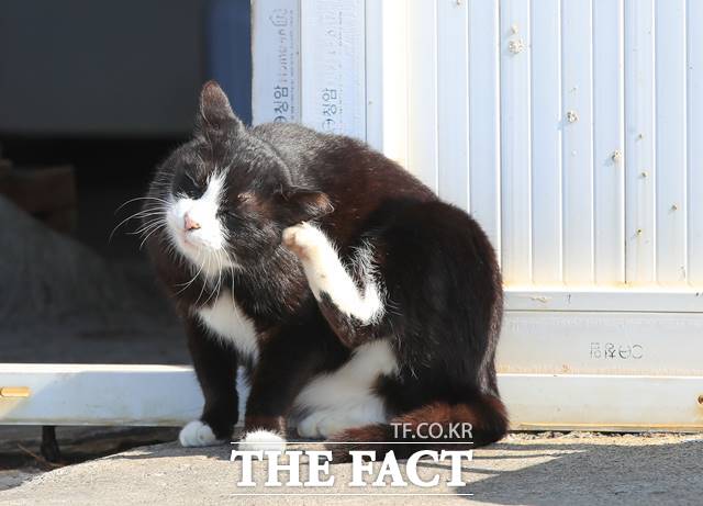 서울 관악구에서 고병원성 조류인플루엔자(H5형)에 걸린 것으로 의심되는 고양이가 발견됐다. 사진은 제주 서귀포시 대정읍 마라도에 있는 고양이. 기사 내용과 관련 없음 /뉴시스