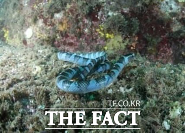 지구 온난화의 여파로 코브라과에 속하는 넓은띠큰바다뱀이 다도해해상국립공원 인근에서 확인됐다. 넓은띠큰바다뱀 모습. /뉴시스