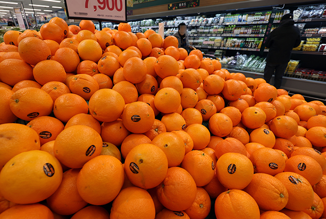 지난해 생산이 줄어든 사과·배 대체 과일인 바나나와 오렌지가 대형마트에서 최대 30% 저렴한 가격으로 판매된다. 사진은14일 서울의 한 대형마트에 진열된 미국산 오렌지 모습. /뉴시스