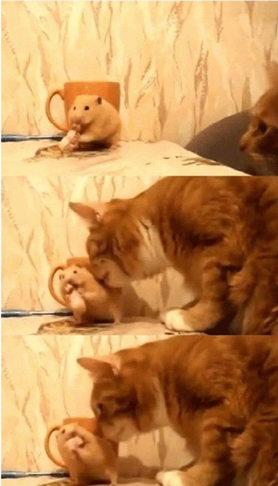 밥먹을땐 쥐도 안 건드리는 거다~