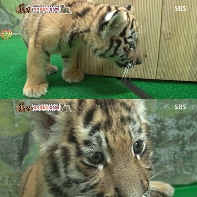 호랑이의 시력이 누리꾼들의 관심을 받고 있다. / SBS 'TV 동물농장' 방송 캡처