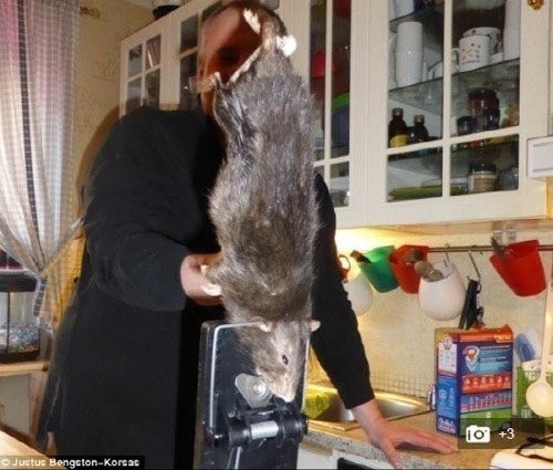 '40cm 거대 쥐 출몰' 소식이 알려져 누리꾼들을 깜짝 놀라게 했다. / 영국 데일리메일