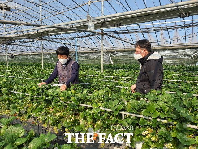 화순군이 지역 농업 경쟁력 강화 전략 중 하나로 스마트 팜 확대 보급에 힘을 쏟는다./화순군 제공