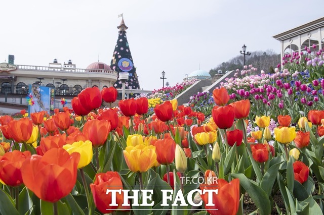 에버랜드 튤립정원/에버랜드 제공