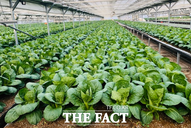 육묘시험장에서 재배 중인 금화규. / 고운블랙 제공