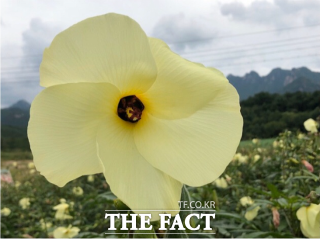 약용식물로 알려진 금화규 꽃. / 농업법인고운블랙 제공