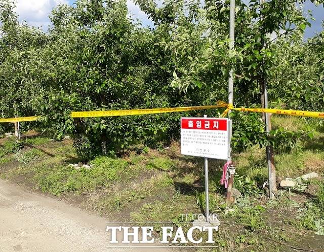 과수화상병이 방생한 괴산의 한 사과농장. / 괴산군 제공