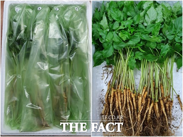 새싹삼 기체 조절(MA) 포장재(왼쪽)와 이끼가 없는 새싹삼(오른쪽). /농진청 제공