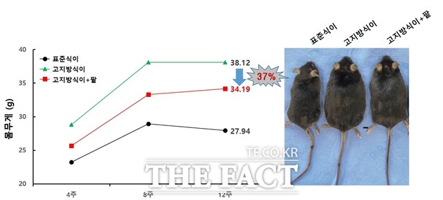 경상국립대학교 의과대학 노구섭 교수팀의 고지방 먹이를 제공해 인위적 당뇨를 유발한 동물모델 심험 결과. /농진청 제공