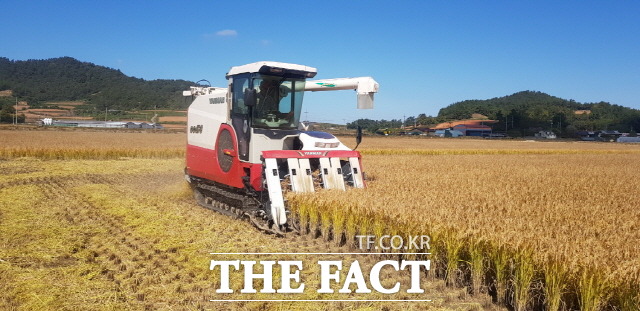 가공용 특수미를 수확하는 광경/해남군 제공