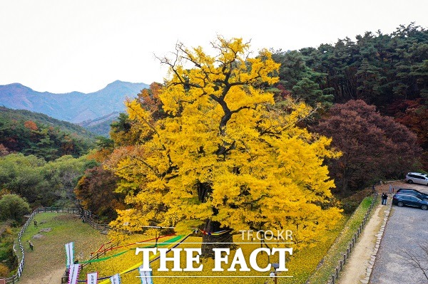 영국사 은행나무. /영동군.