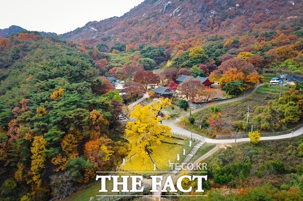 영국사 은행나무. /영동군.