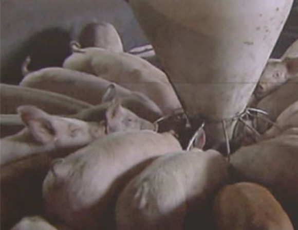 전북 가축방역관이 적정인원보다 25명 부족하다. / 방송화 캡처