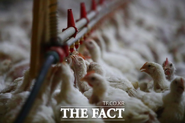 전북도 가축방역관이 법정인원보다 부족한 것으로 나타났다. 사진=더팩트 DB