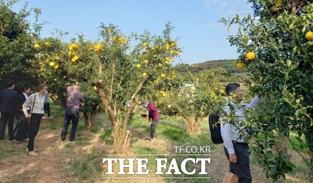 유럽 바이어들이 '2022 고흥 유자석류 축제' 이틀날인 지난 11일 고흥군 풍양면 유자 주산지에서 제철을 맞아 노랗게 익은 유자 수확 현장을 견학하고 있다. /고흥군 제공