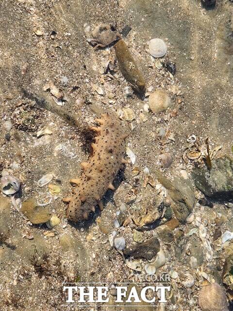 남도가 ‘바다의 산삼’으로 불리는 해삼 생산량을 3년 내 100% 늘리기로 했다. /충남도