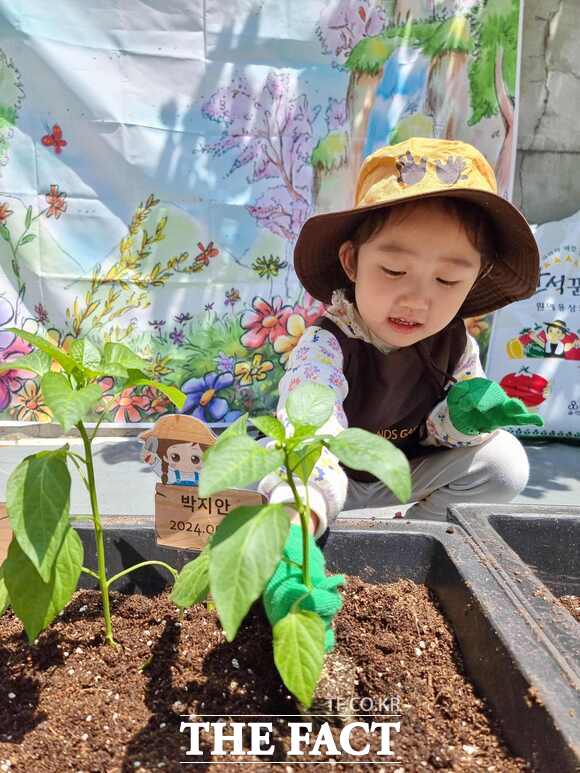 보령시 어린이·사회복지급식관리지원센터에서 진행한 '푸드브릿지 체험·교육 프로젝트에 참여한 어린이가 채소 심기 체험을 하고 있다. / 보령시