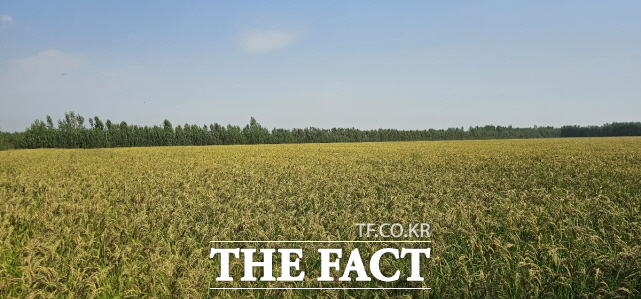 K-부여 굿뜨래의 우즈베키스탄 나망간주 벼 재배단지 11ha가 황금들판으로 변모했다. /부여군