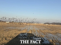  파주시, 민통선 내 '철새 먹이주기 등 겨울철새 보전 사업' 추진