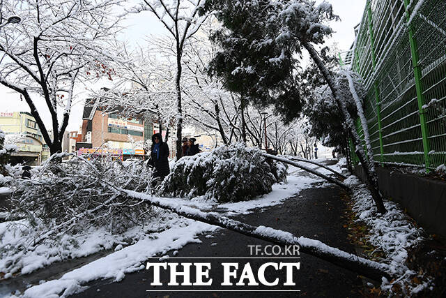 서울 전역에 대설주의보가 발효된 27일 오후 서울 광진구 한 거리에서 나무가 쓰러져 있다. /서예원 기자