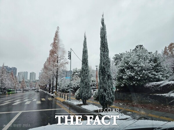 천안시청 후문 나무위에 내린 눈이 겨울다운 풍경으로 아름다움을 더하고 있다. /박월복 기자