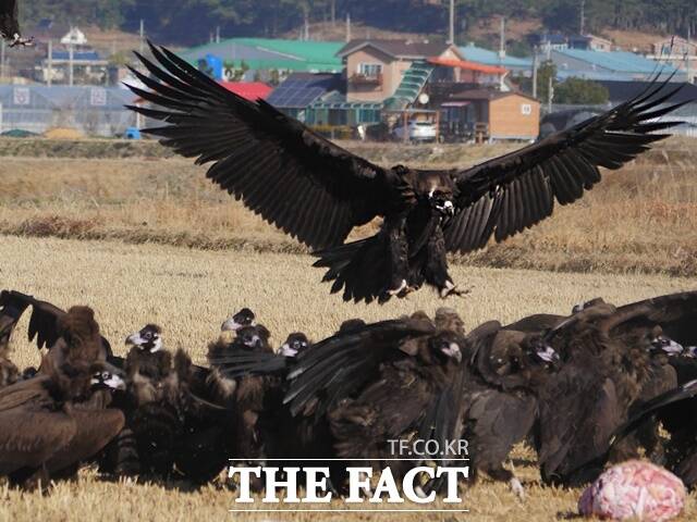 올해도 어김없이 몽골에서 날아온 독수리 수백 마리가 청명한 고성 하늘을 날며 장관을 이루고 있다./고성군