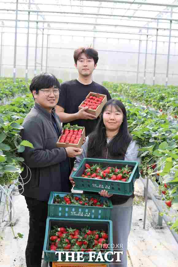 당진시 청년 농업인 스마트팜에서 29일부터 딸기 수확이 시작됐다. /당진시